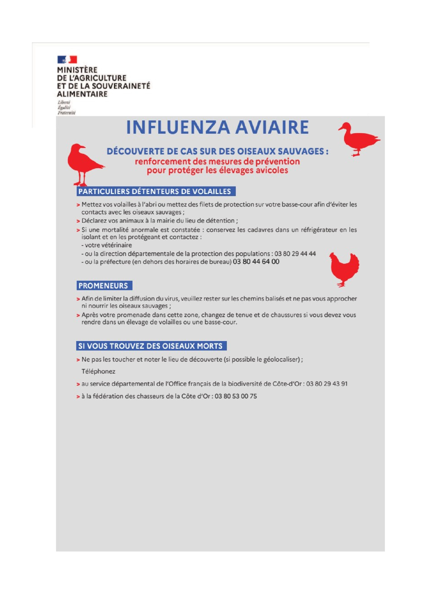 affiche conseils grippe aviaire